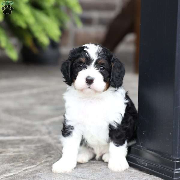 Milo, Cavapoo Puppy